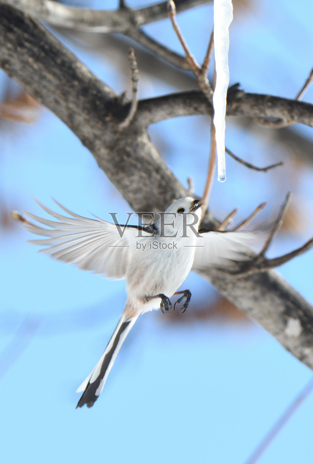 在北海道的一个冬季公园里，一只长尾山雀盘旋着舔着枫树上形成的冰柱。照片摄影图片
