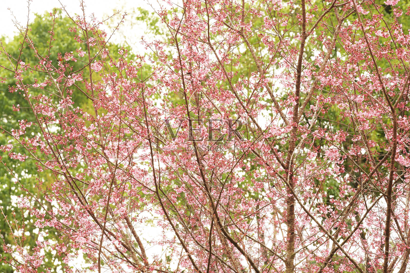 Phaya suae花照片摄影图片