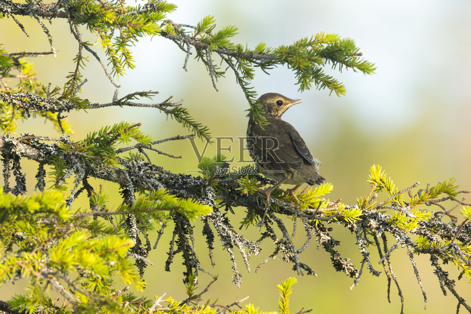 芬兰Riisitunturi国家公园，一只脆弱的小画眉鸟栖息在夏日的夜晚照片摄影图片