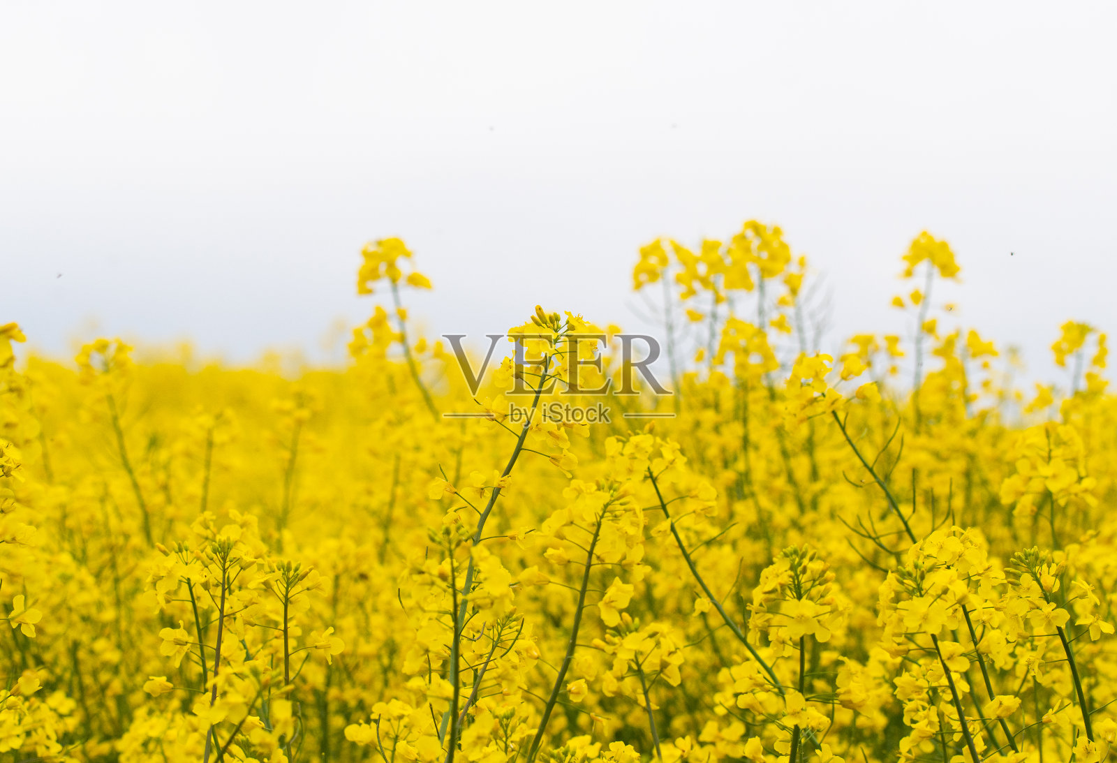 黄色油菜花田的照片照片摄影图片
