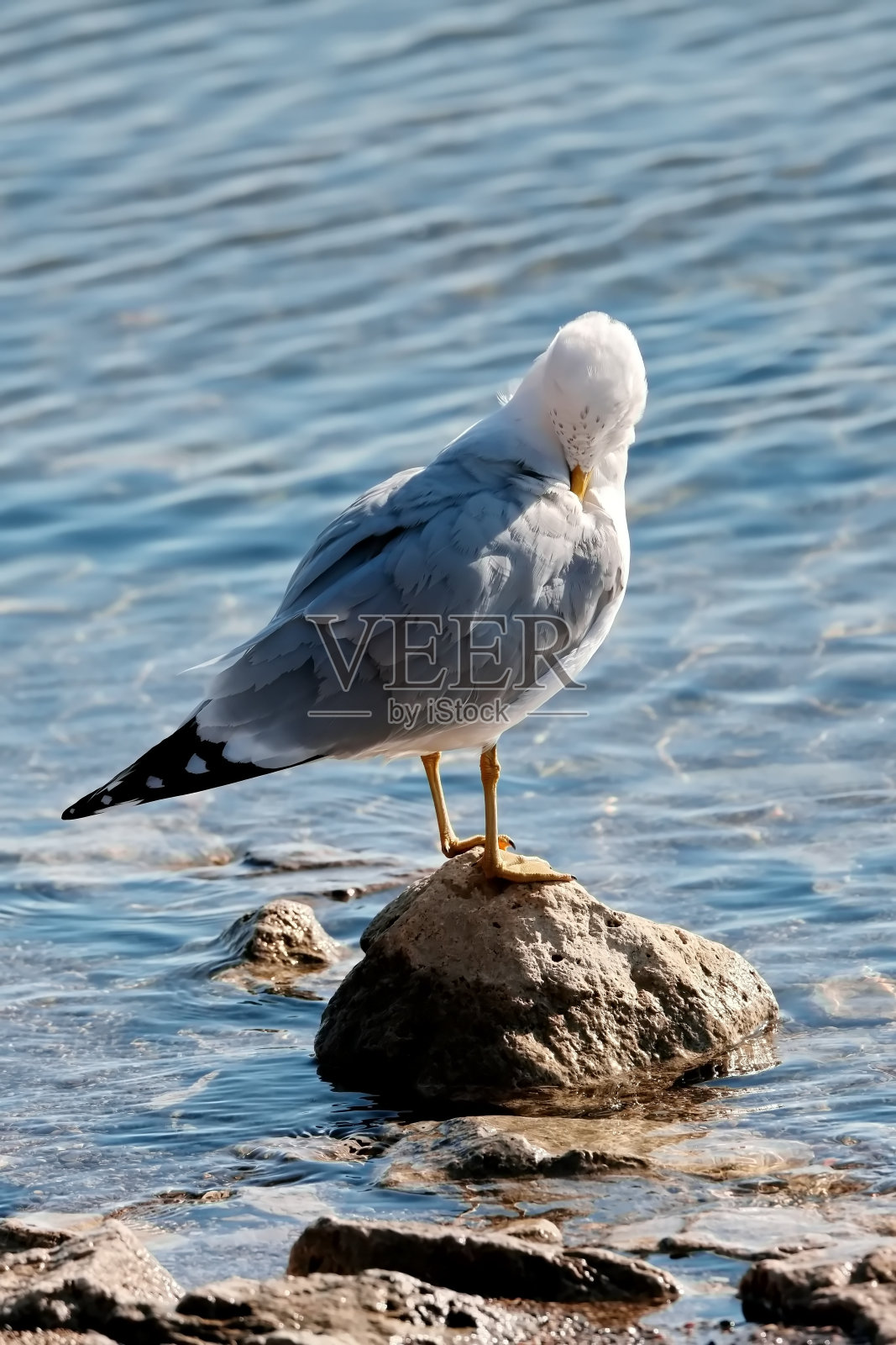 环嘴鸥照片摄影图片