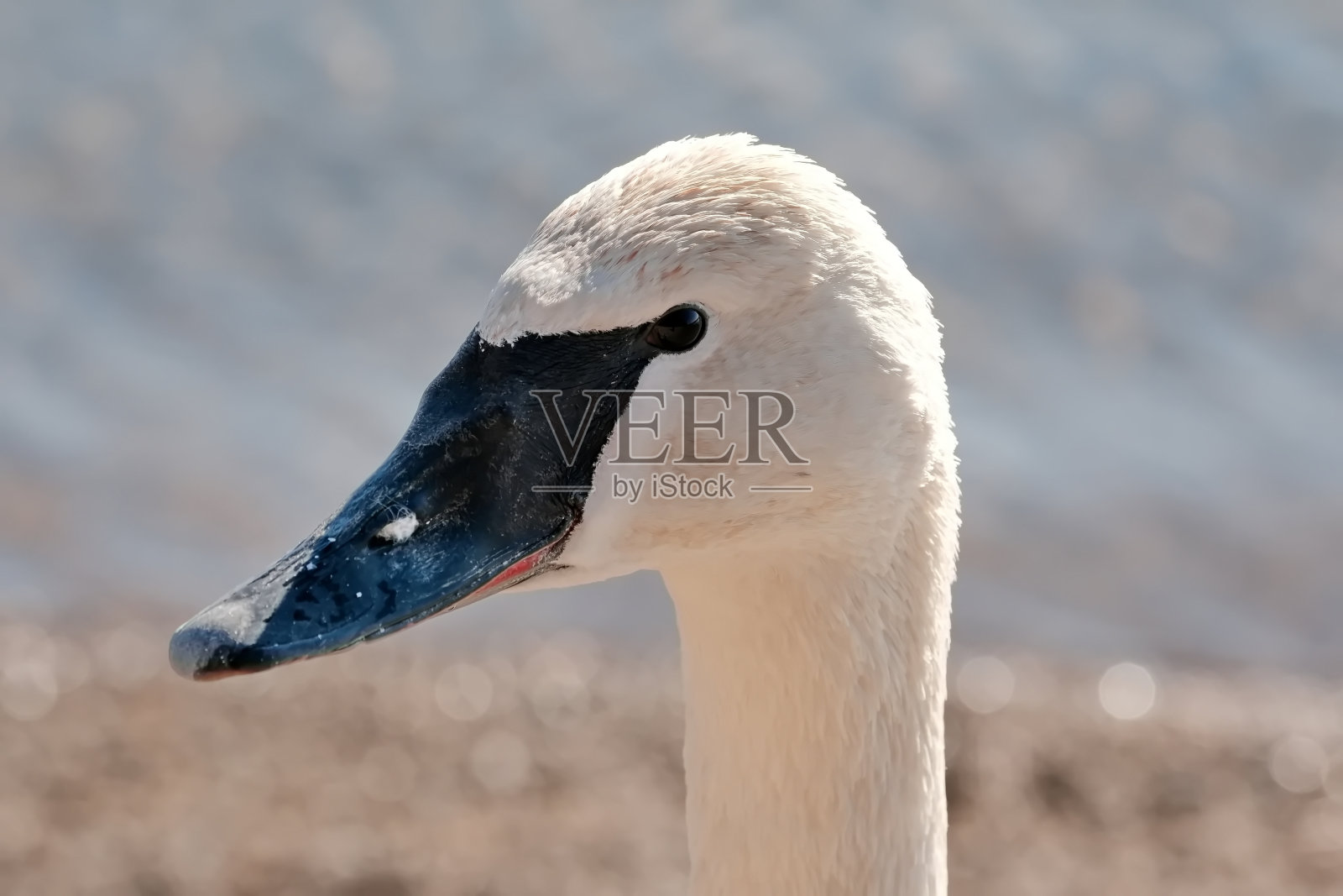 喇叭天鹅照片摄影图片