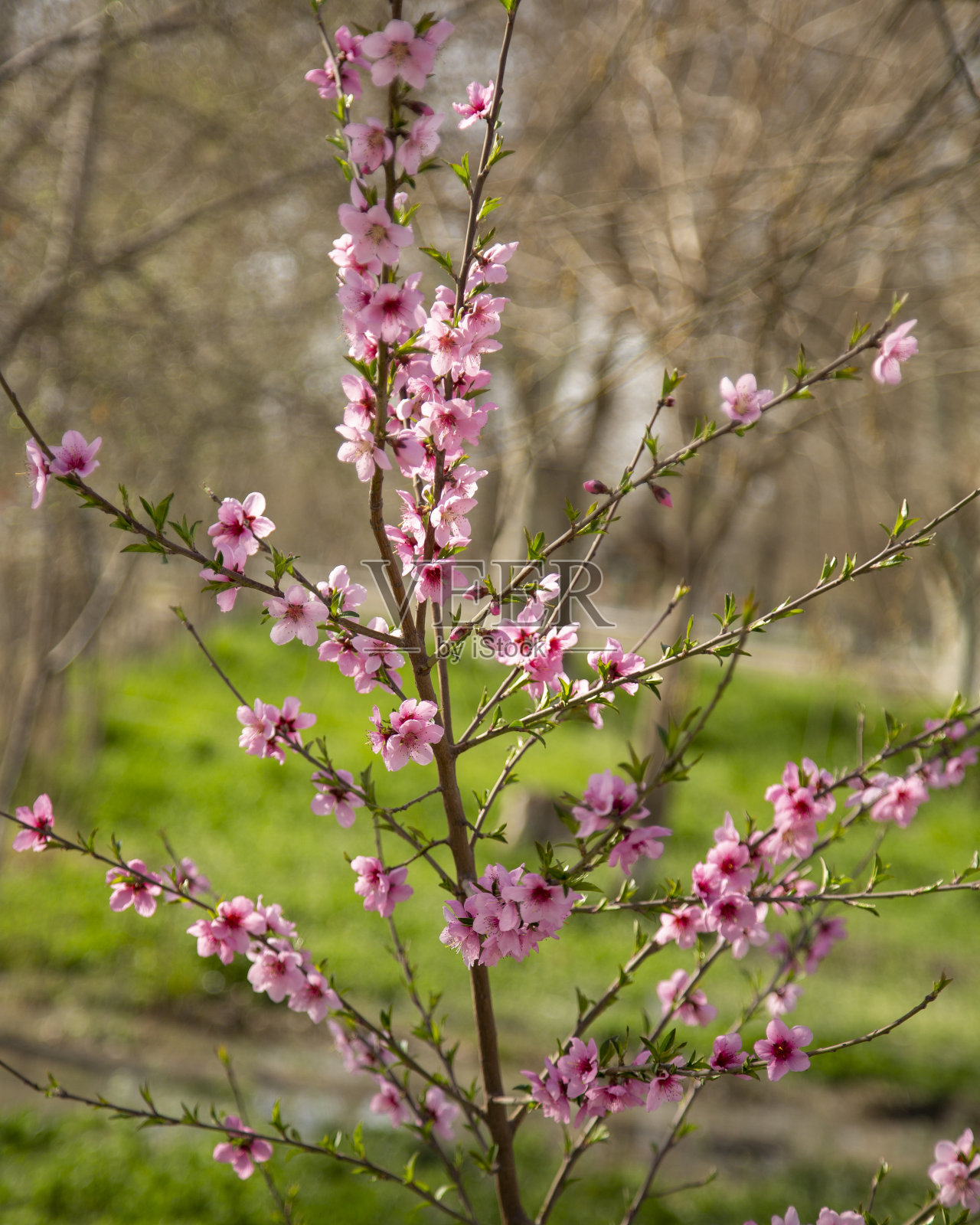 乌兹别克斯坦三月末四月初樱花盛开照片摄影图片