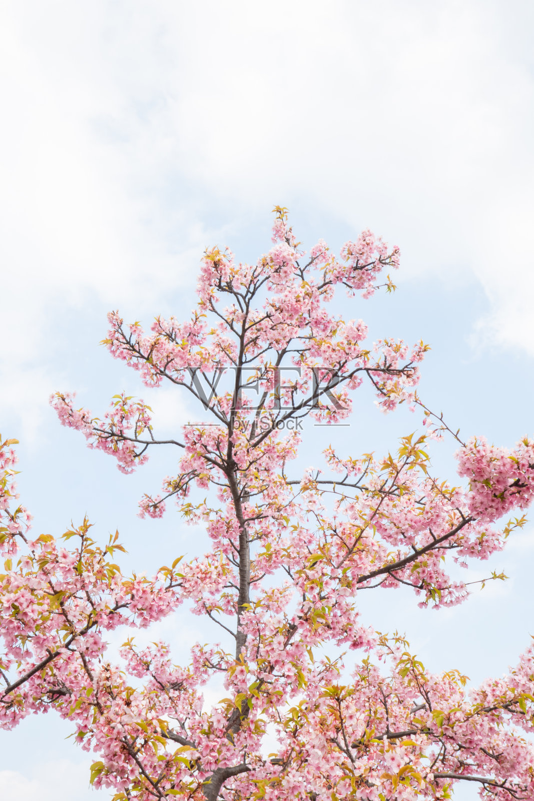 樱花照片摄影图片