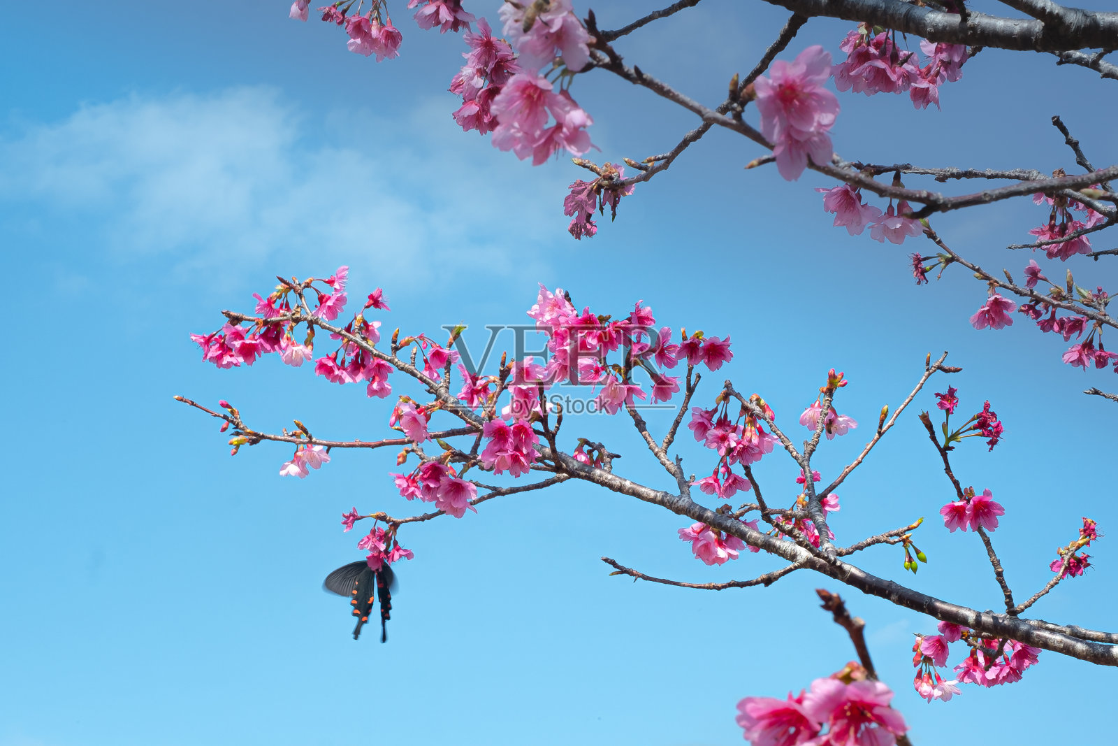 冲绳的春天，粉红色的仓和蝴蝶在蓝天中飞舞照片摄影图片