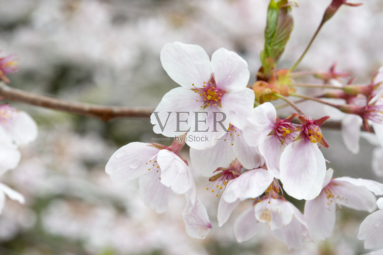 樱花盛开照片摄影图片