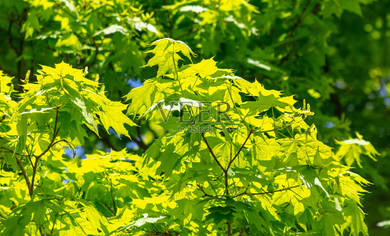 春林里树枝上的嫩叶照片摄影图片
