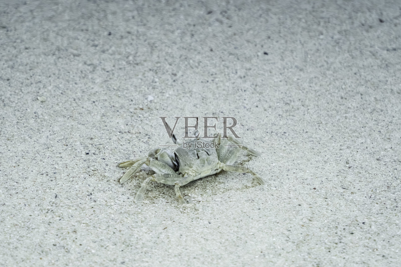 生活在久岛沙滩上的沙蟹照片摄影图片