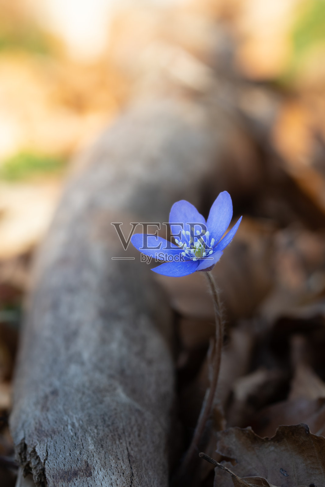 蓝色春天花朵的特写或微距照片摄影图片