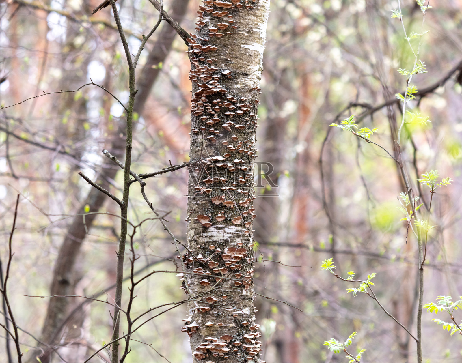蘑菇生长在森林里的树干上照片摄影图片