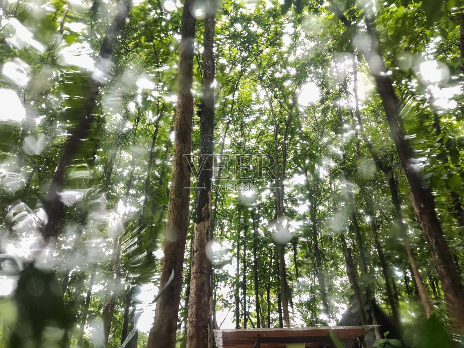 雨后茂密的柚树变得宁静照片摄影图片