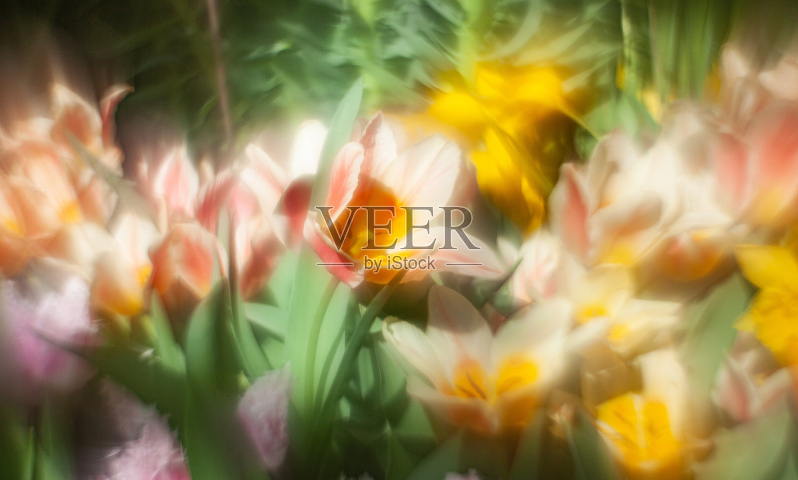 美丽的郁金香在柔和的光与树叶和其他花卉模糊的背景照片摄影图片