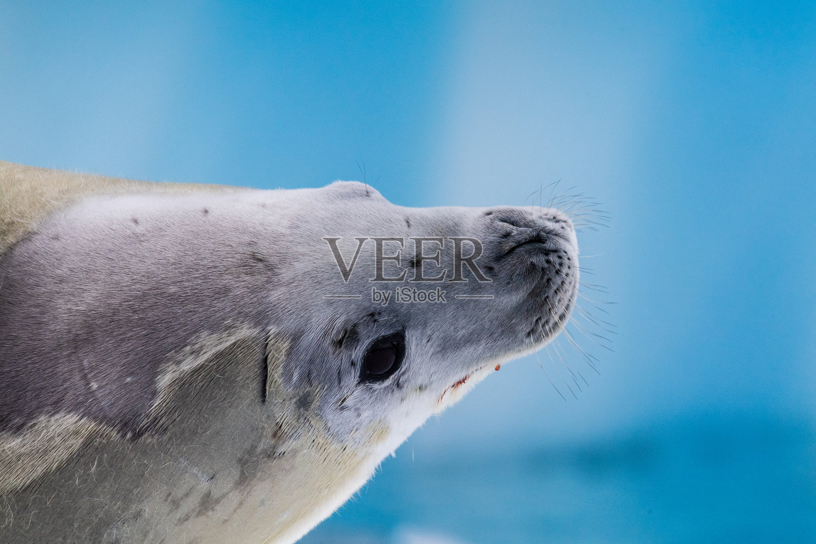 在冰层上休息的食蟹海豹照片摄影图片