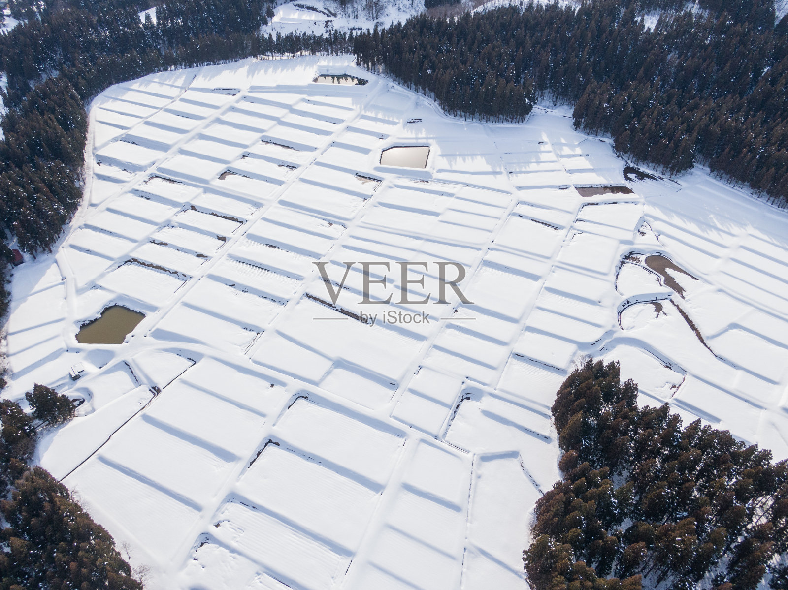 无人机摄影:水稻梯田被树木包围，覆盖着美丽的雪照片摄影图片