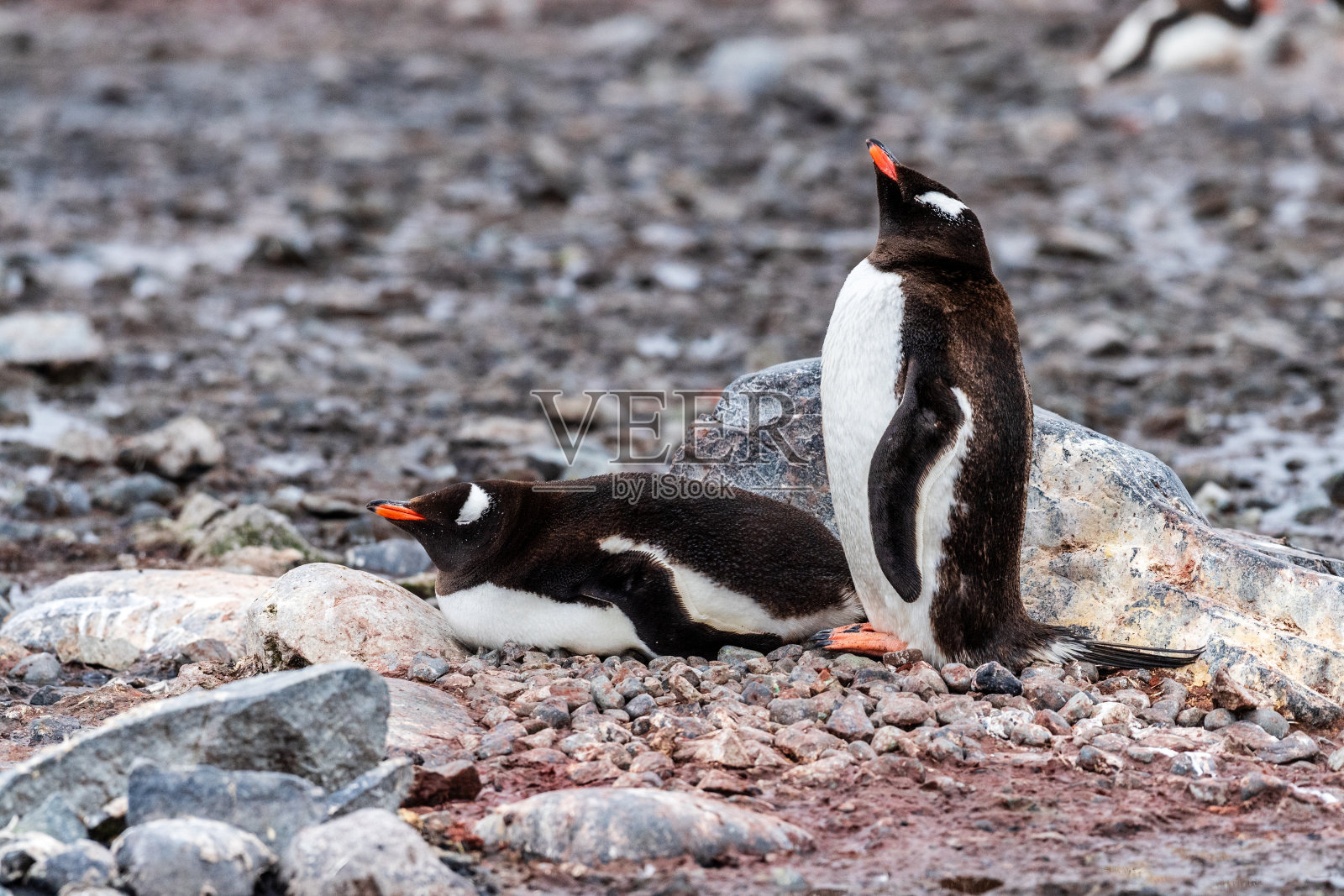 居弗维尔岛上的巴布亚企鹅群照片摄影图片