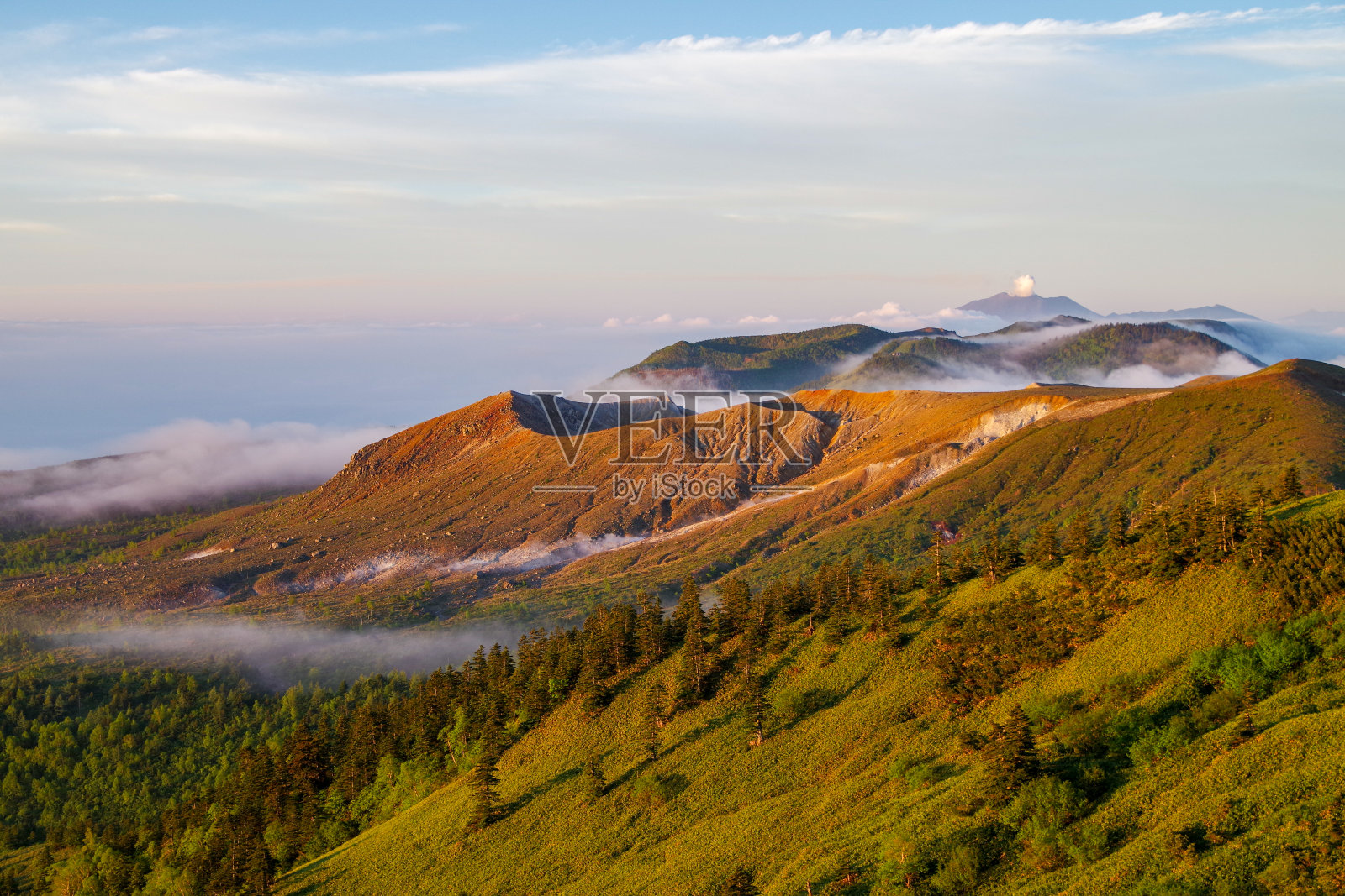 日本长野县Shibu tououge的牵牛花照片摄影图片