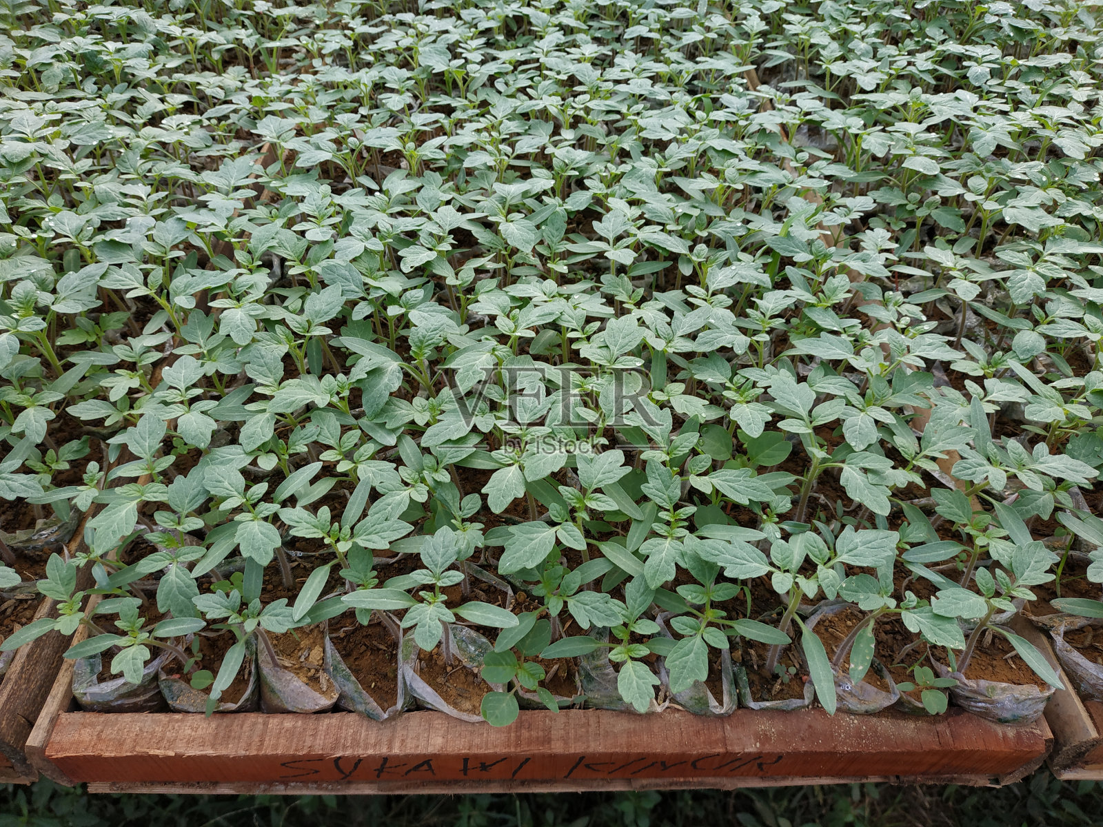 番茄种子，番茄叶子的照片，新鲜绿叶的照片，栽培番茄的地方，新鲜绿叶主题的照片背景照片摄影图片