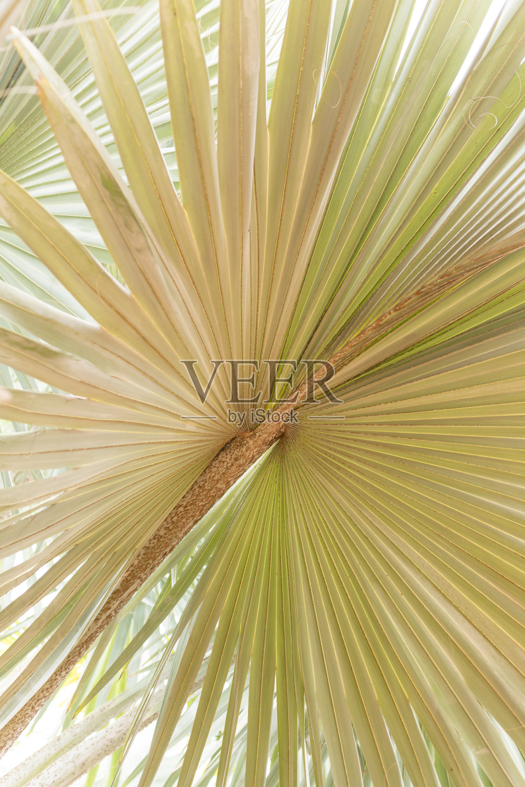 棕榈树照片摄影图片