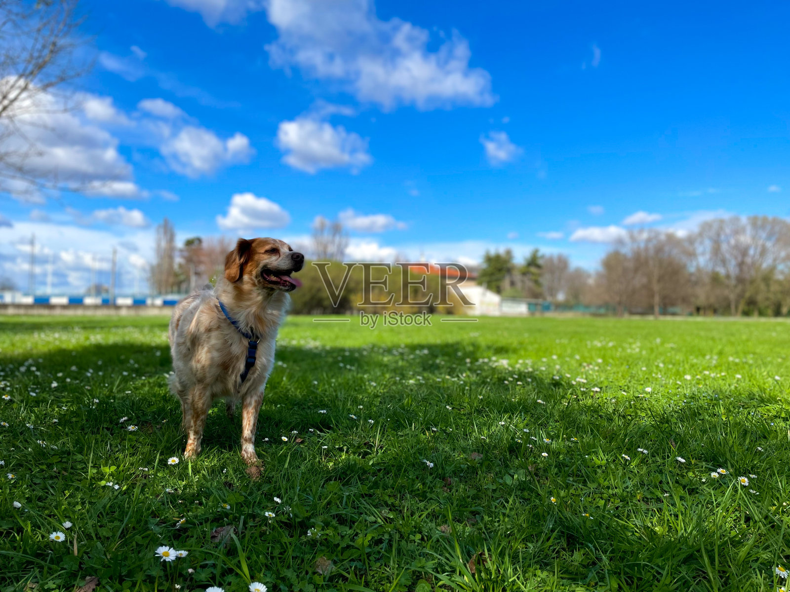 春天的勃列顿犬照片摄影图片