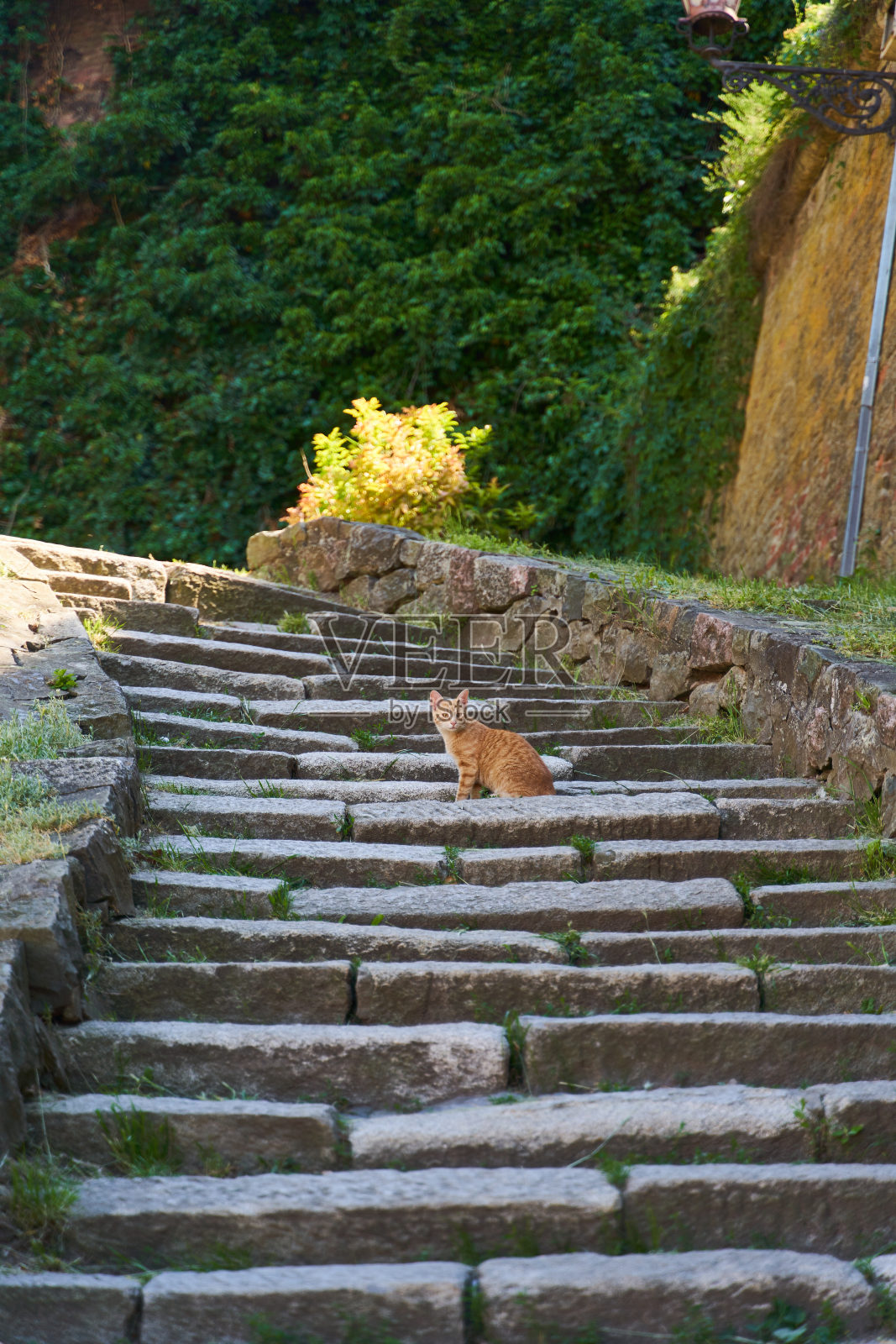 姜黄色的猫坐在旧楼梯上照片摄影图片