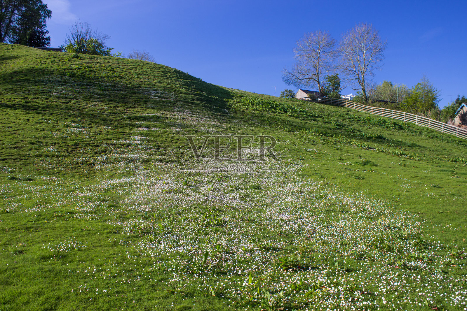 这是一片开满了白色野花的草地，就在英国哈尔特威斯尔镇外。照片摄影图片