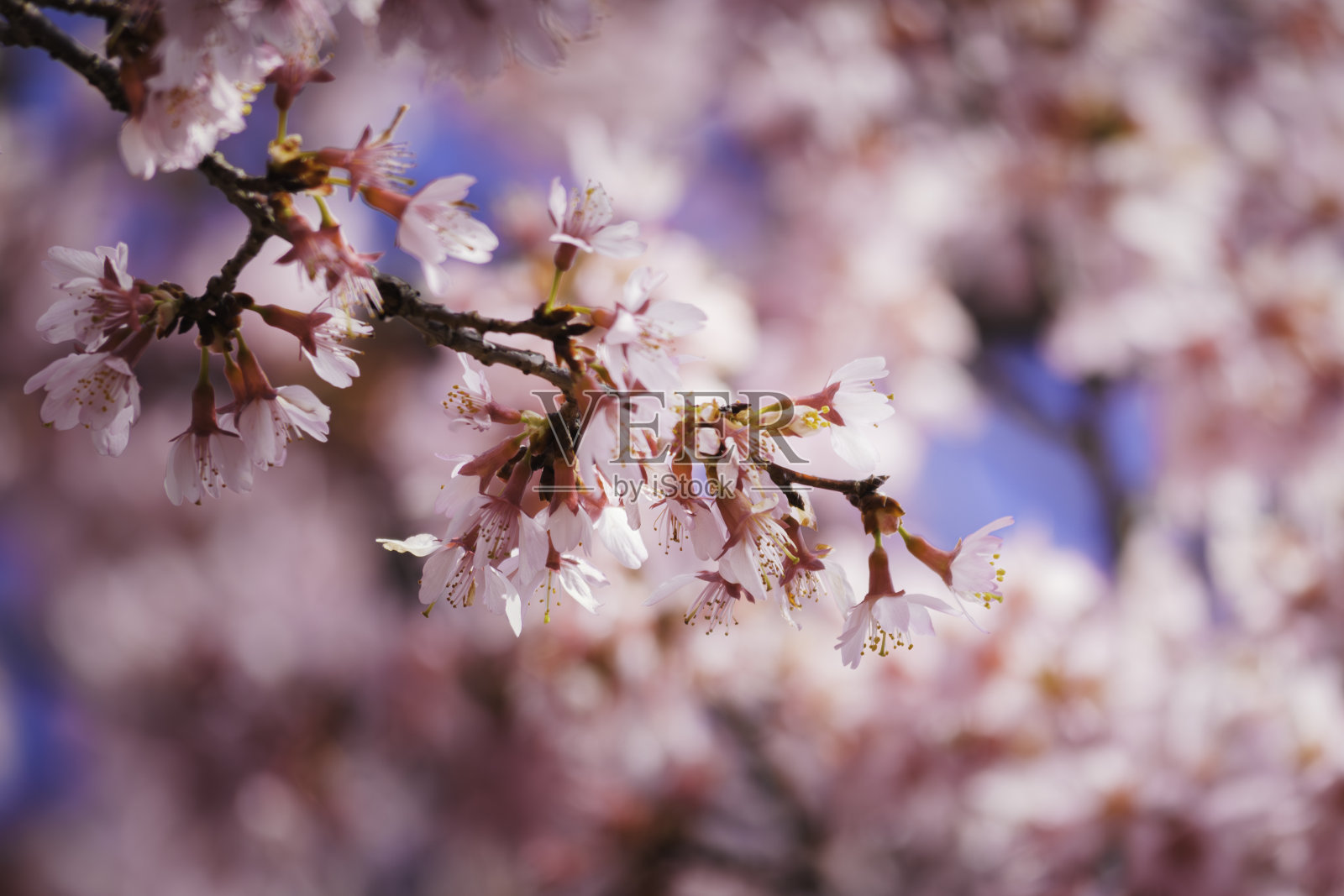 粉红色的樱花在日本的春天盛开，樱花的近景，日本的花见传统照片摄影图片