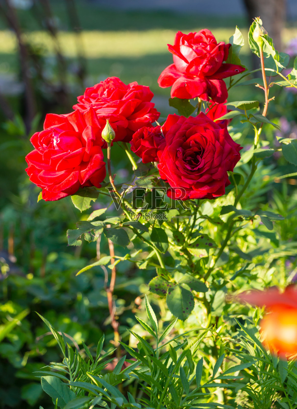 美丽的红灌木在绿叶的背景下绽放照片摄影图片