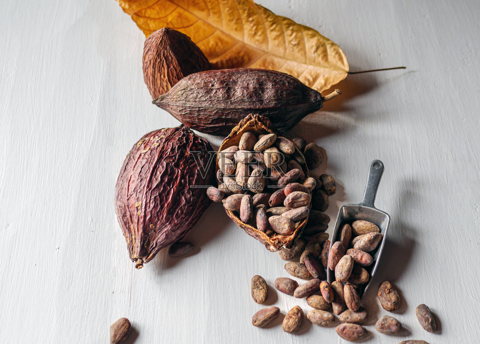 白色木桌上的棕色可可豆和干可可豆荚照片摄影图片