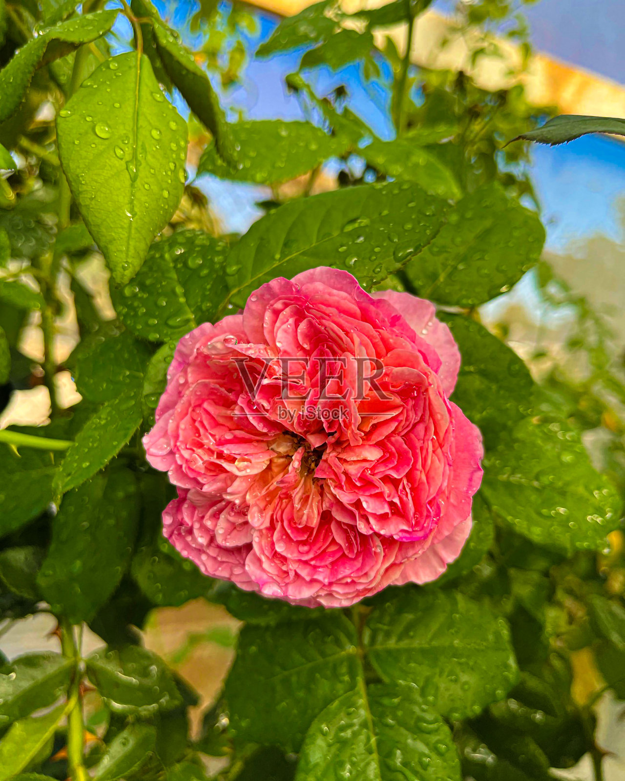粉红色的玫瑰，花，玫瑰树照片摄影图片