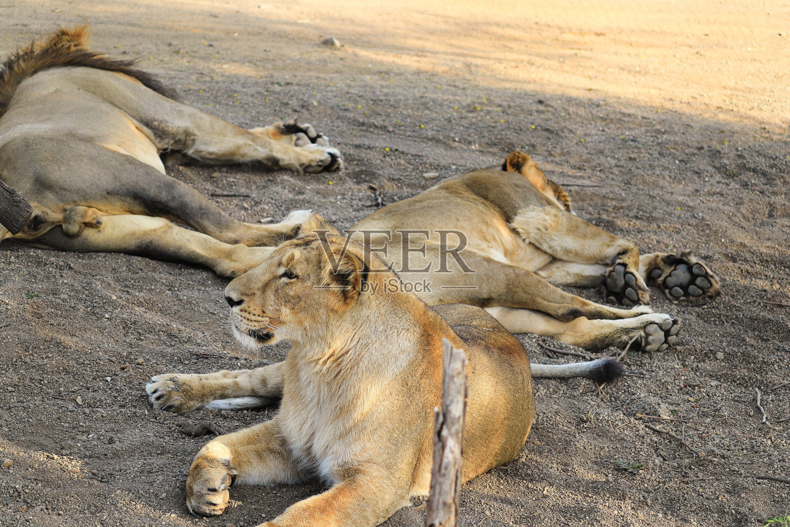 在印度古吉拉特邦的吉尔森林国家公园，吉尔保护区。亚洲狮家族狮子，萨山吉尔森林之王，国家公园，野生动物，摄影(Panthera leo persica)，年轻雌性。照片摄影图片