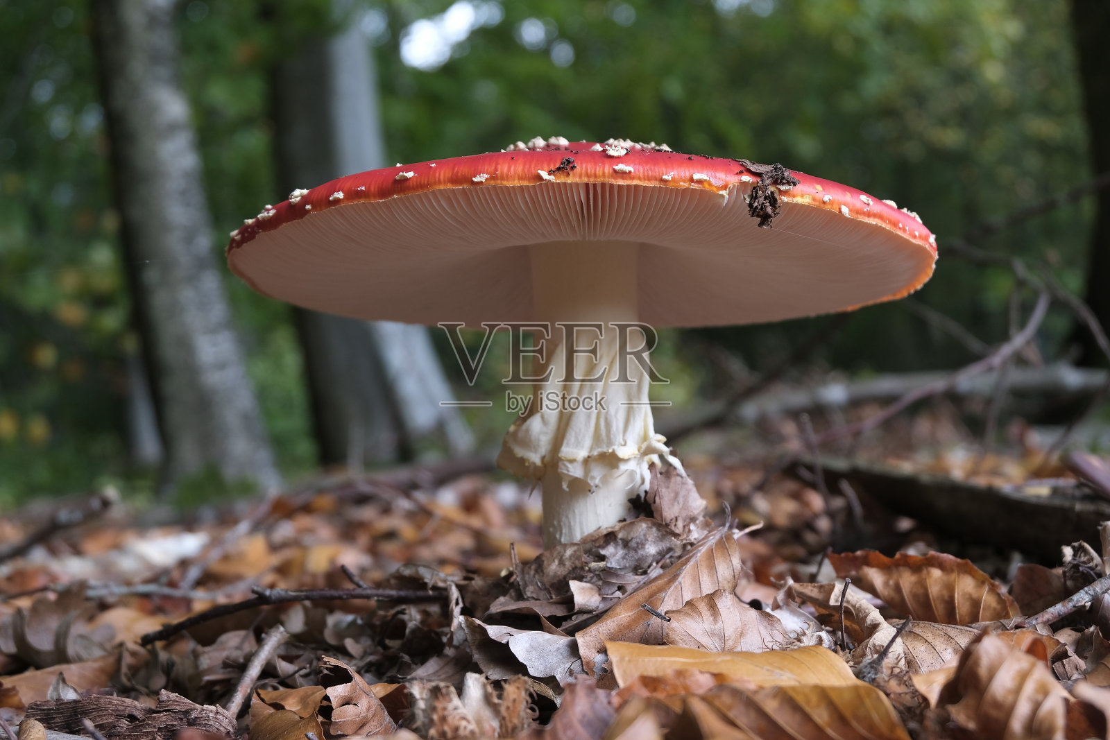 蘑菇照片摄影图片