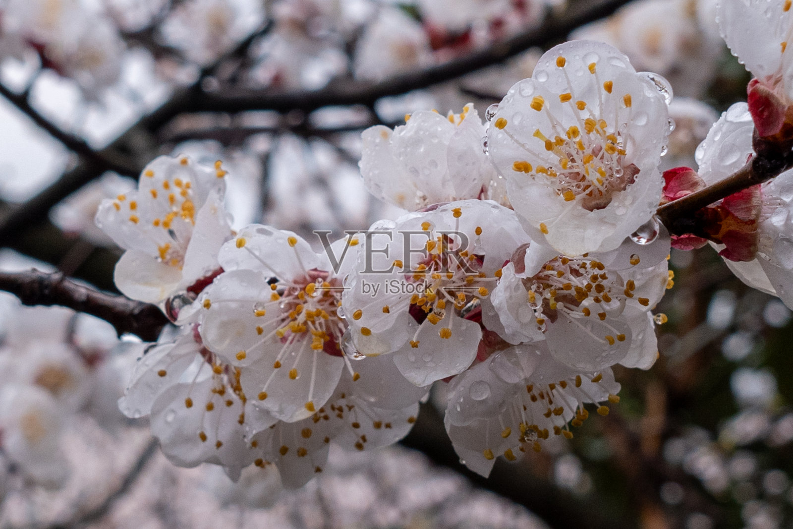 杏照片摄影图片