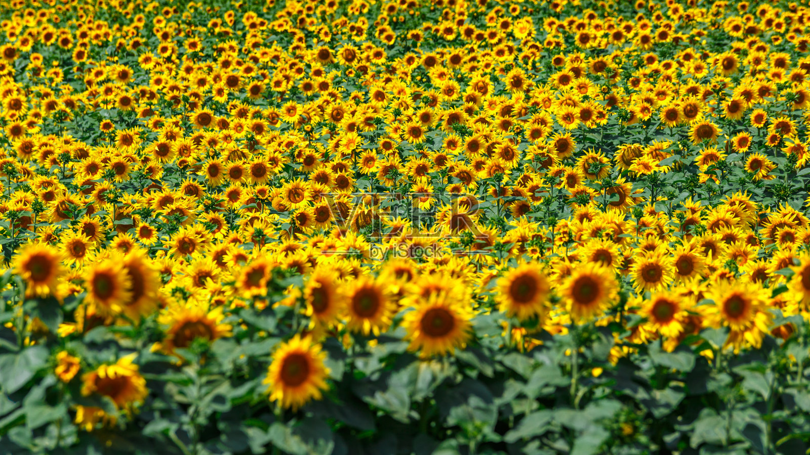 黄灿灿的向日葵映着布满云彩的天空。向日葵。黄金日落。向日葵特写镜头。农业产业。耕地照片。花图片照片摄影图片