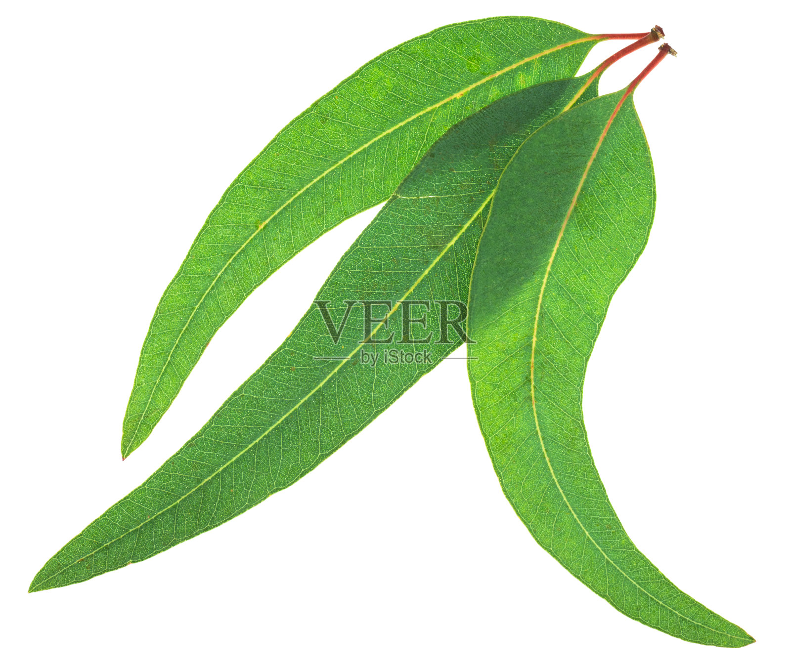 在白色背景上孤立的新鲜的绿色桉树叶。文件包含剪辑路径。照片摄影图片
