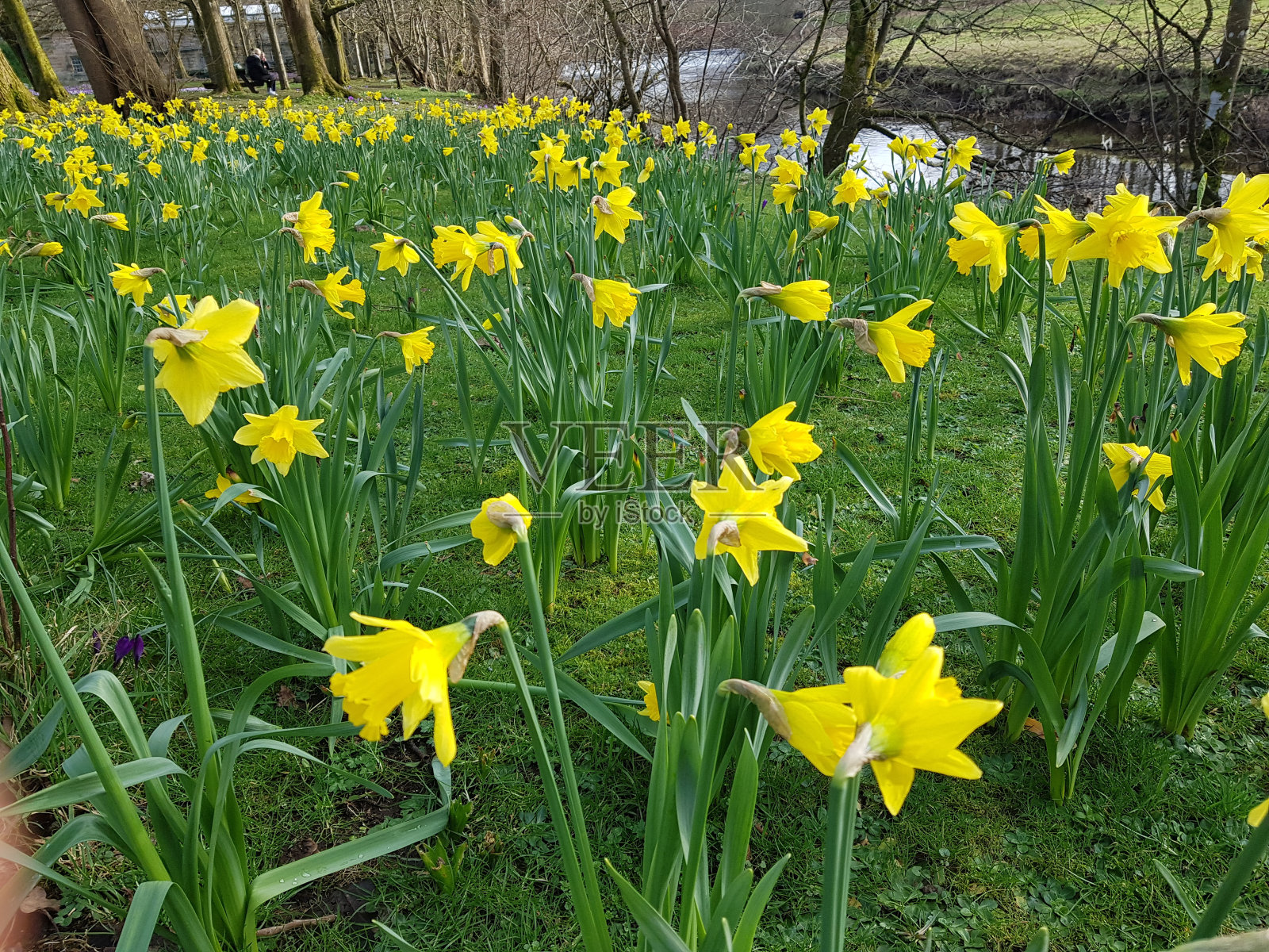 英国苏格兰格拉斯哥公园里盛开的水仙花照片摄影图片