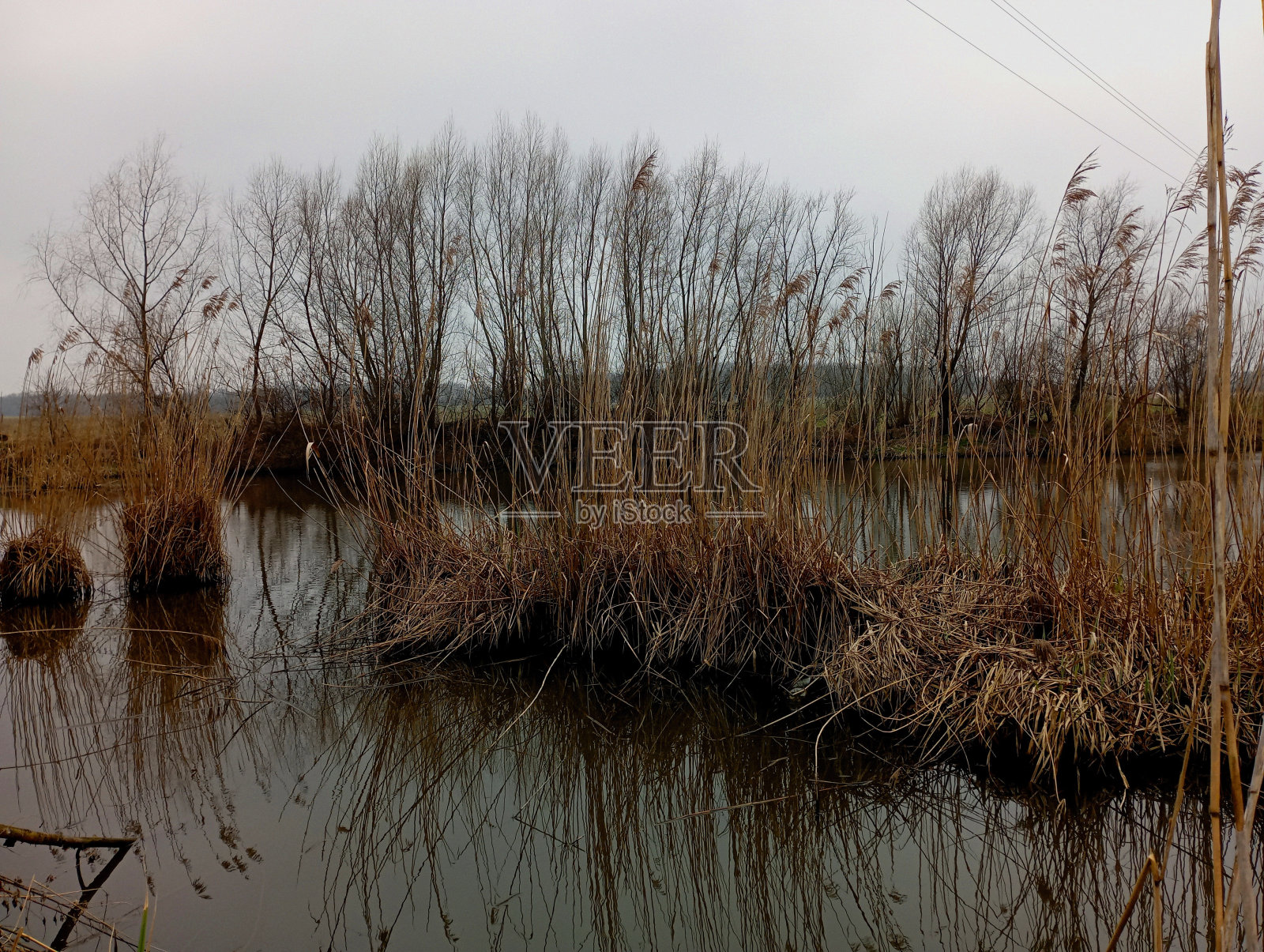 河道中水中间的芦苇形成池塘中间的植物岛。美丽的秋景在一个舒适的湖。照片摄影图片
