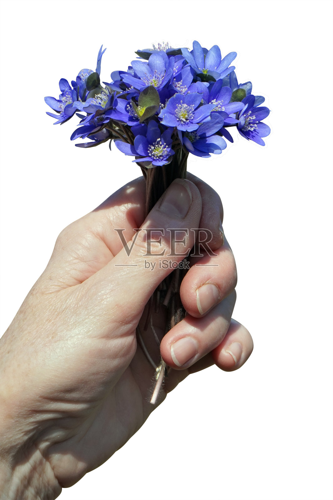 春天的第一朵蓝花在一个森林女人的手里被隔绝了照片摄影图片