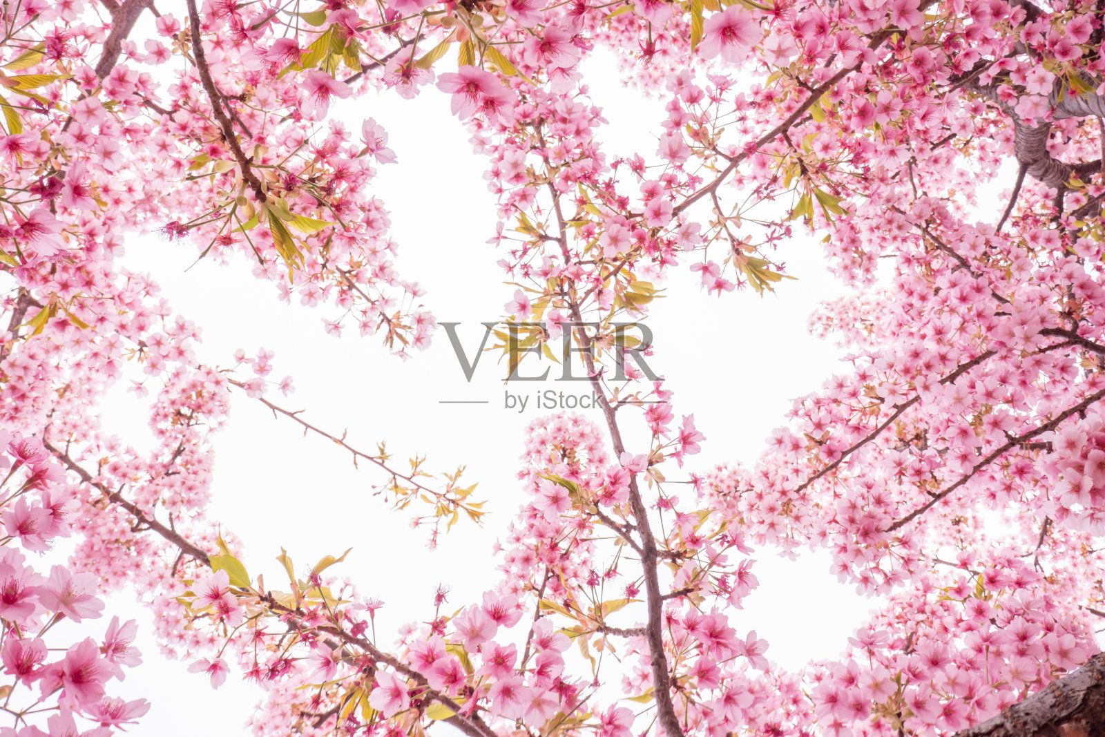 樱花照片摄影图片