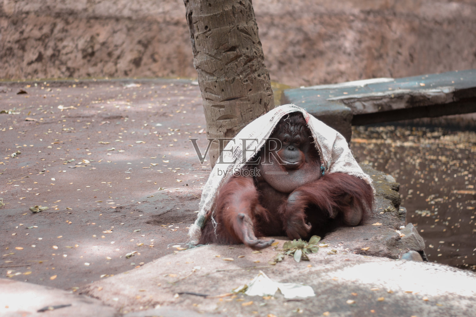 一只猩猩在动物园里休息照片摄影图片