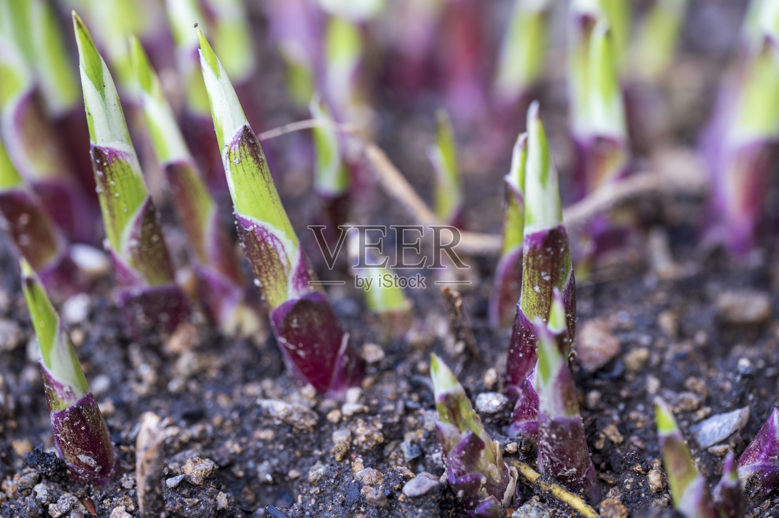 嫩绿紫色的尖刺植物从地里长出来照片摄影图片