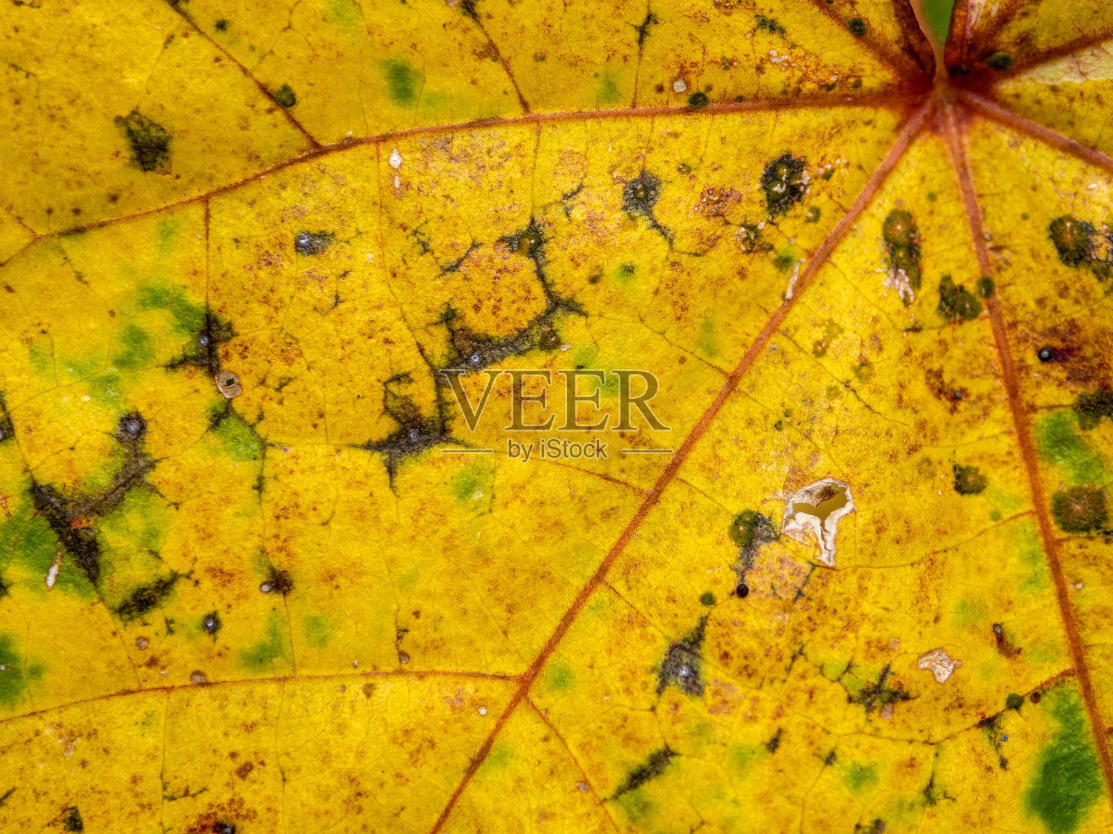 老叶在凋谢前变黄了照片摄影图片