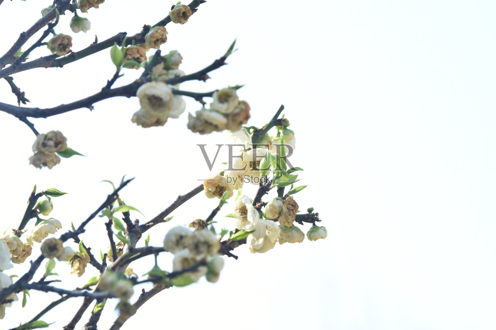 梅花从枝头绽放照片摄影图片