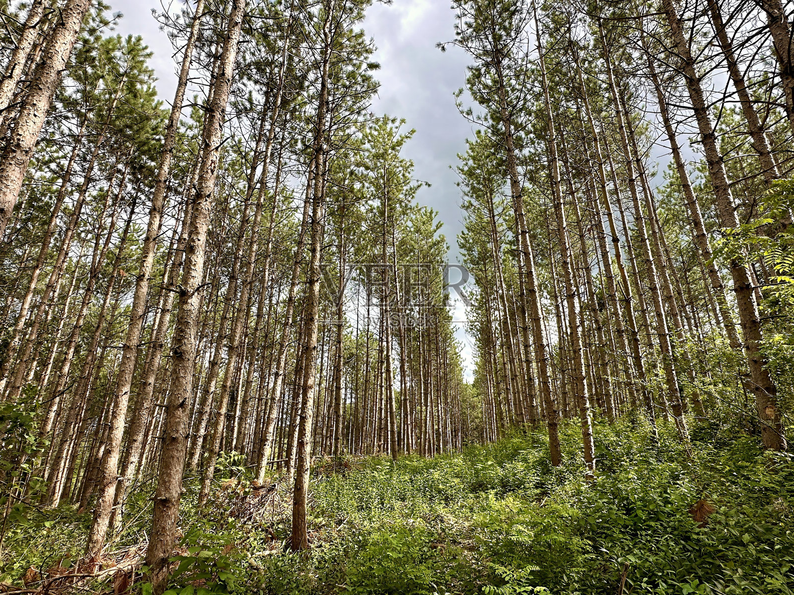 神秘的森林树干和迷失照片摄影图片