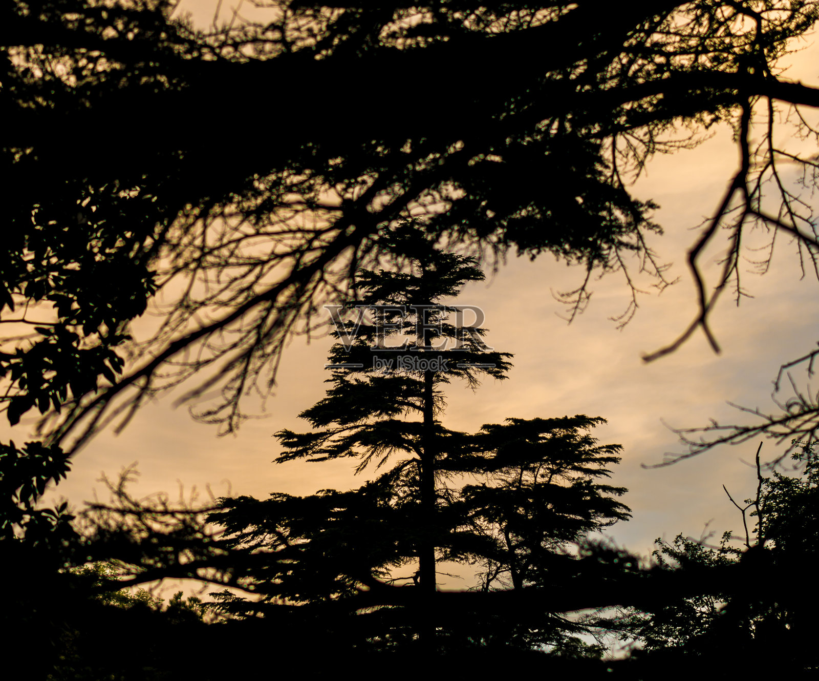 橙色夕阳下的松树照片摄影图片