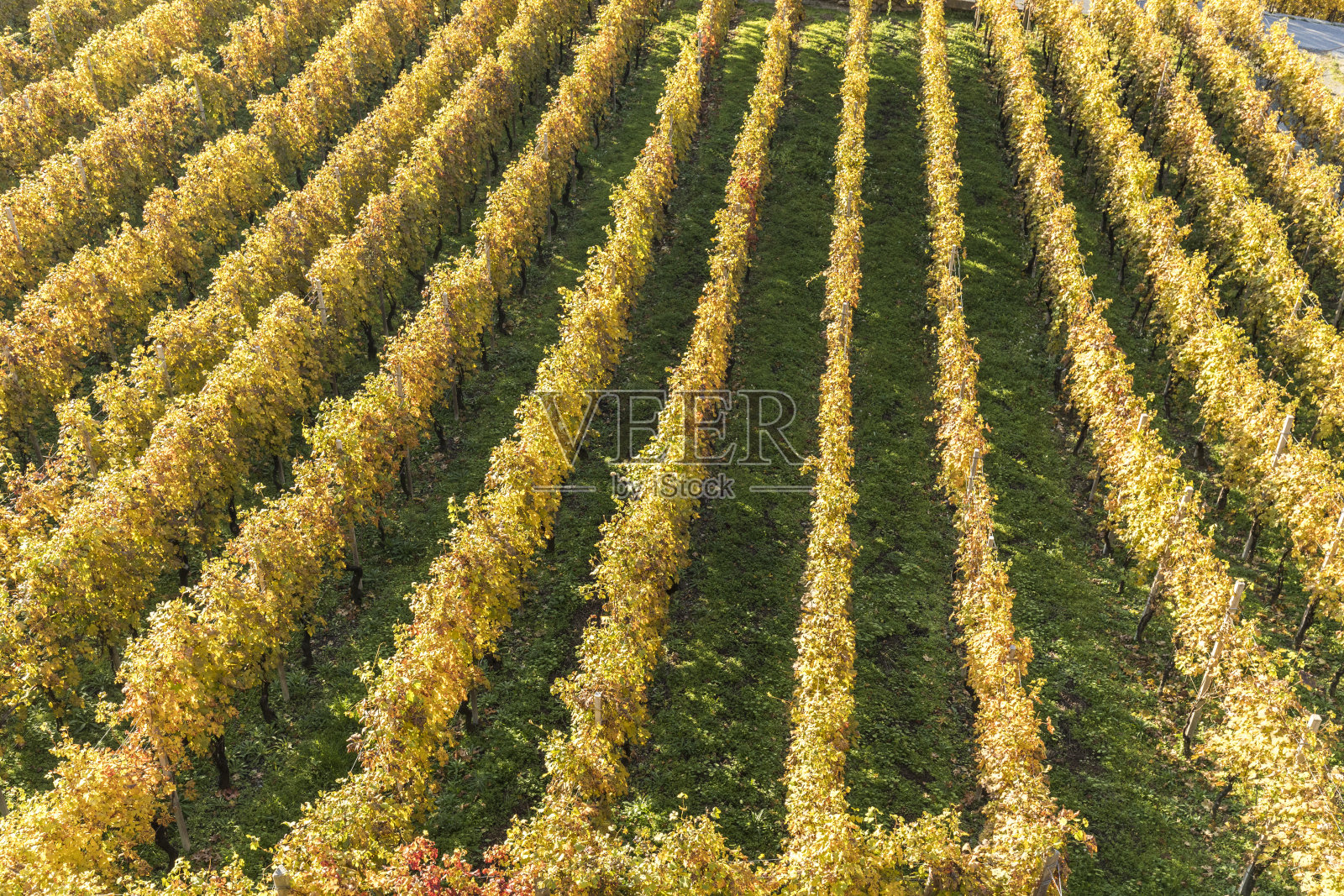 瓦尔泰利纳，秋天一排排的葡萄园照片摄影图片