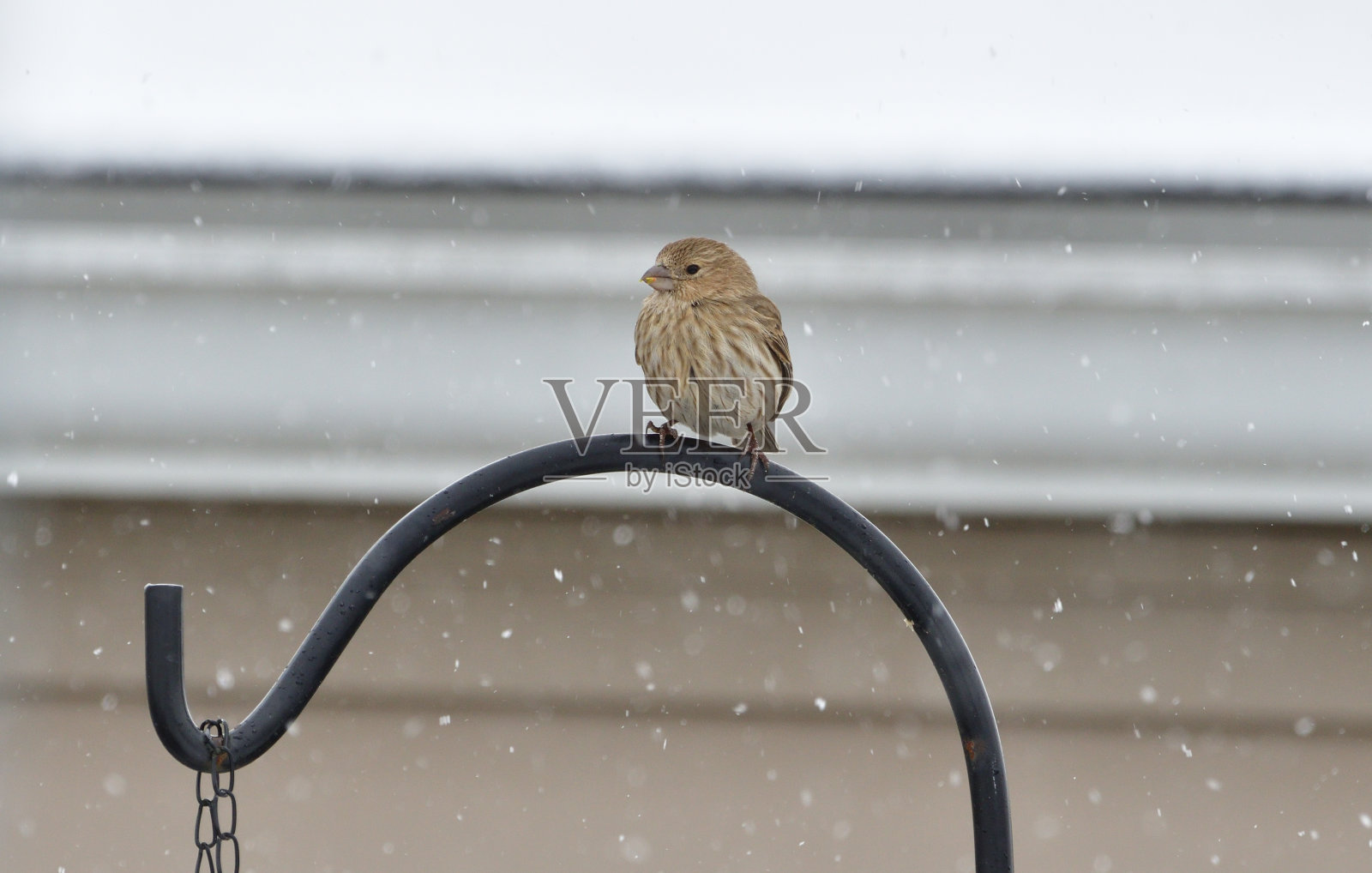 家麻雀照片摄影图片