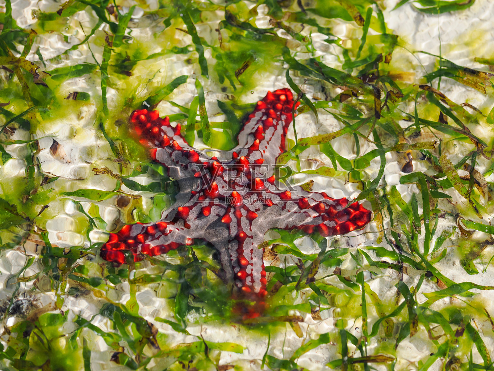 星科海星-一组来自棘皮类的海洋捕食者。它们是自由生活的动物，有着明显的星形结构。桑给巴尔，詹比亚尼镇附近照片摄影图片