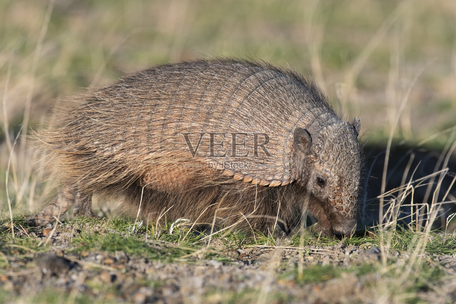 毛犰狳，在草原环境，瓦尔德斯半岛，巴塔哥尼亚，阿根廷照片摄影图片