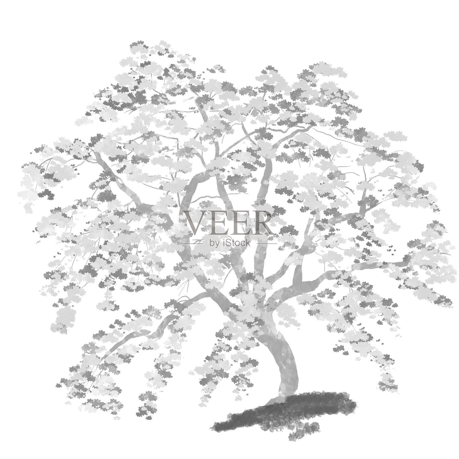 单色和水彩插图美丽的哭泣樱桃树插画图片素材