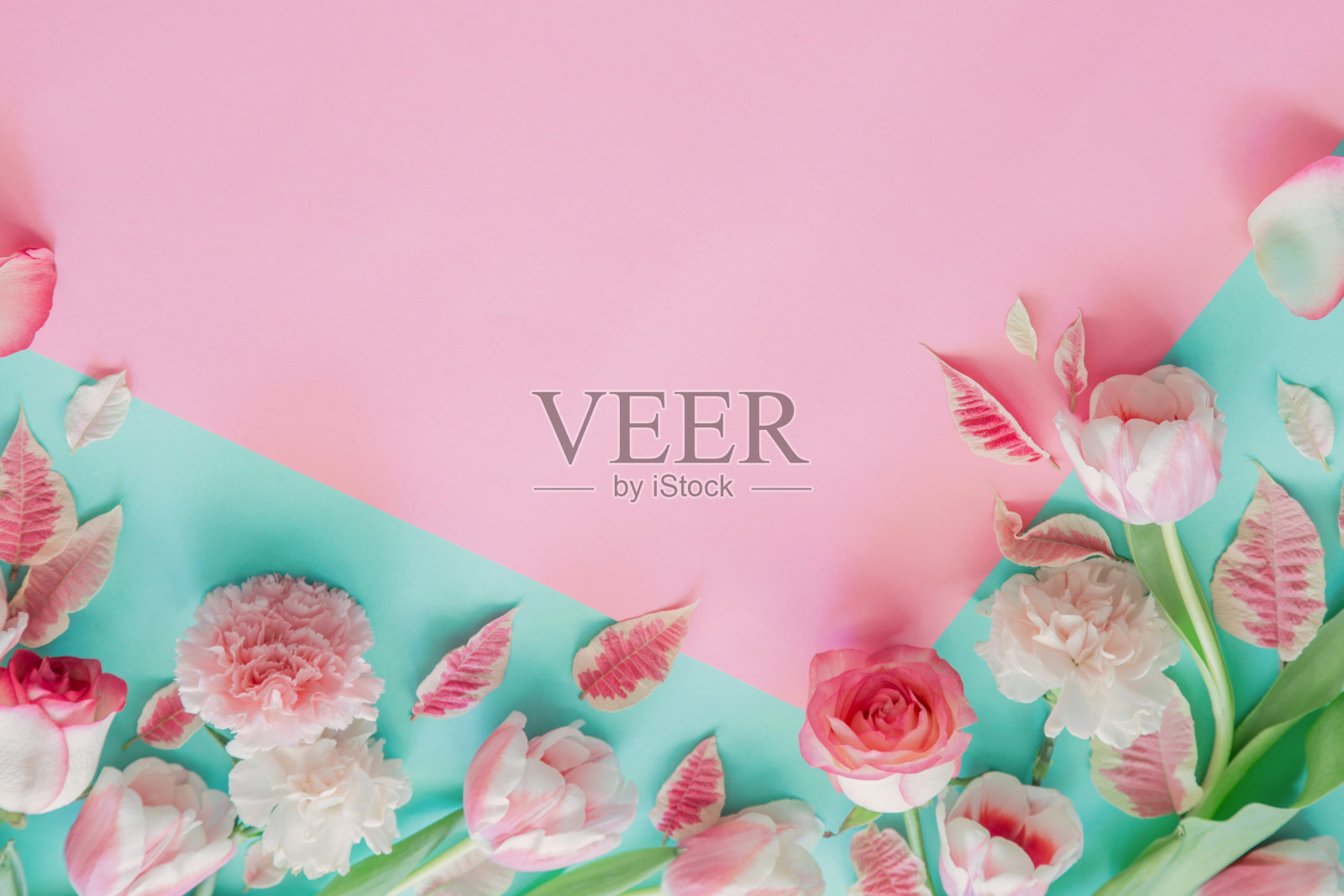 美丽的粉红色春花在蓝色的背景照片摄影图片